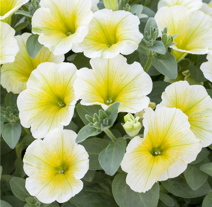 Petunie 'Potunia®'