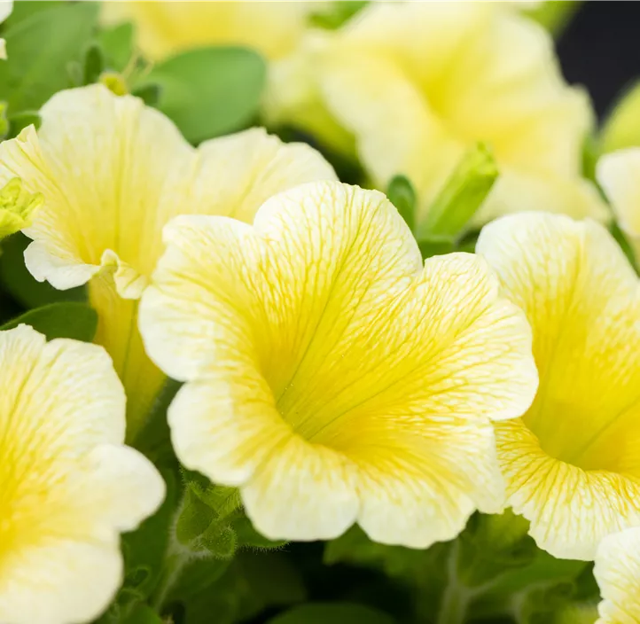 Petunie 'Potunia®'