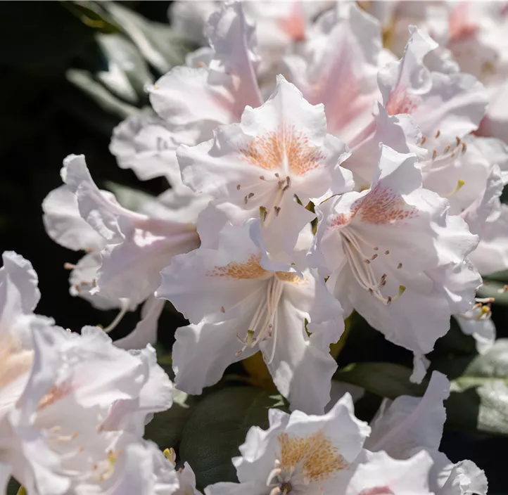 Rhododendron-Hybride 'Madame Masson'