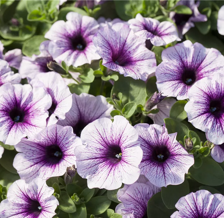 Petunie 'Potunia®'