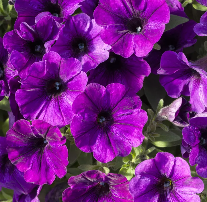 Petunie 'Potunia®'