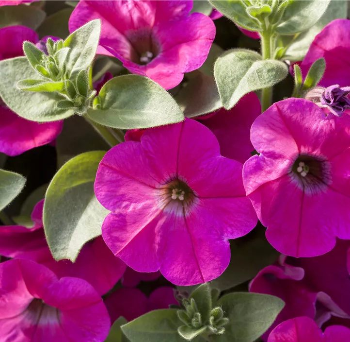 Petunie 'Potunia®'