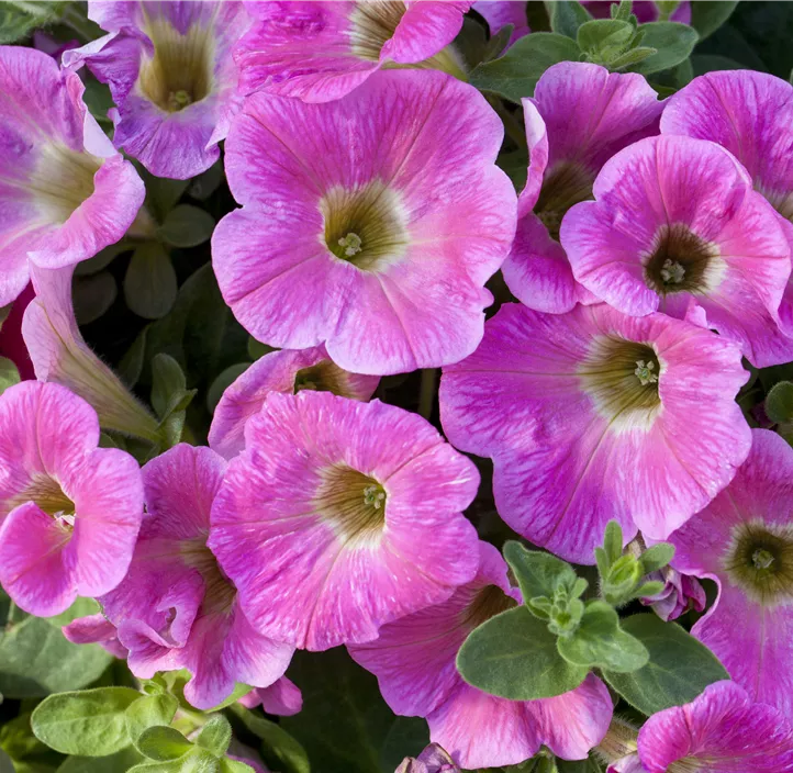 Petunie 'Potunia®'