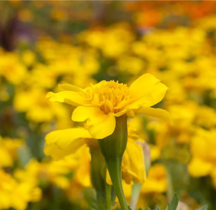 Niedrige Studentenblume