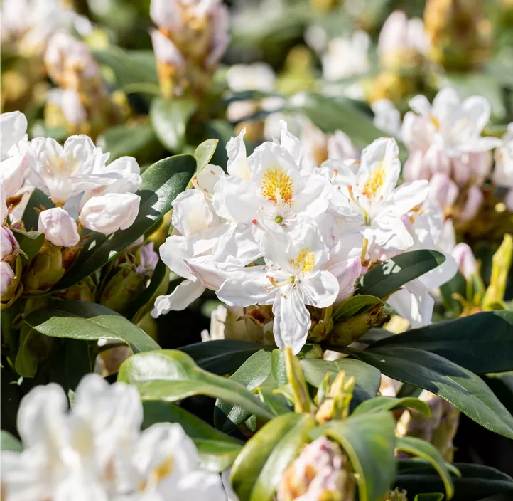 Rhododendron-Hybride 'Madame Masson'