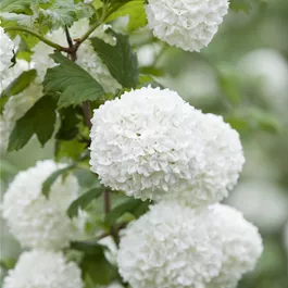 Viburnum opulus Roseum