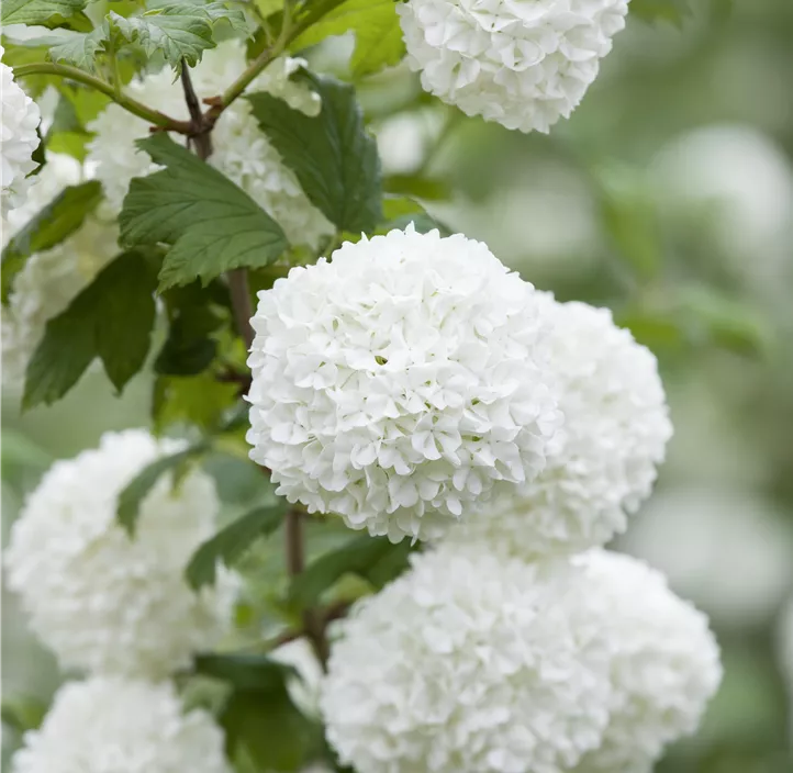 Gewöhnlicher Schneeball 'Roseum'