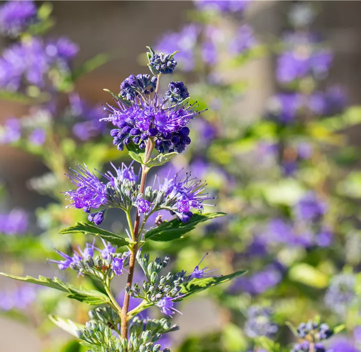 Bartblume 'First Blue'