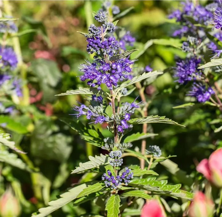 Bartblume 'First Blue'