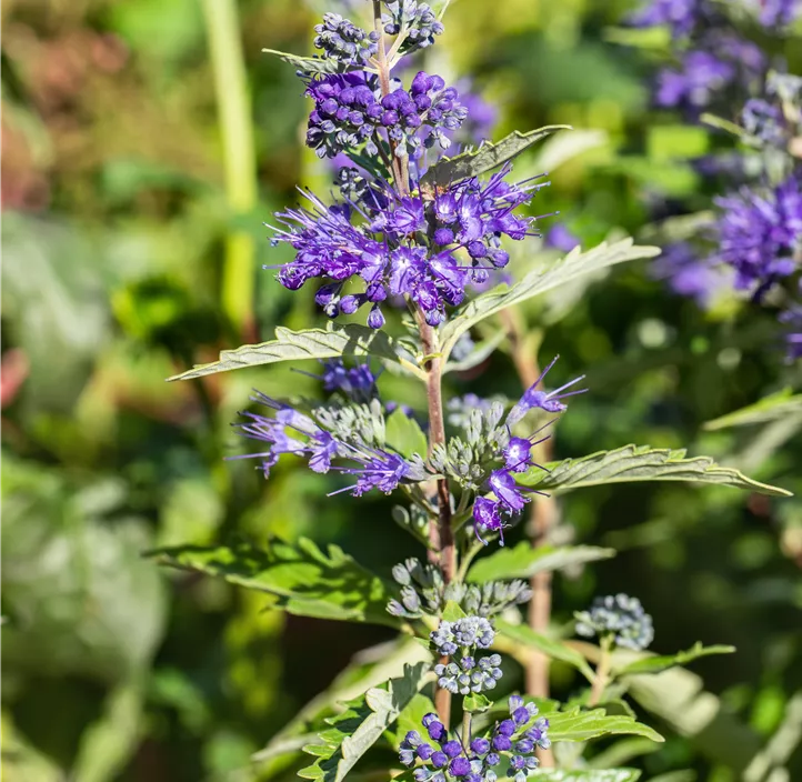 Bartblume 'First Blue'