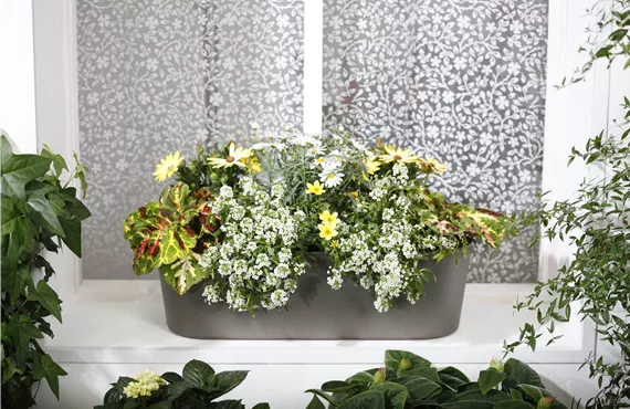 Balkonmix (Coleus blumei, Bidens, Osteospermum) Balkonmix (Coleus blumei, Bidens, Osteospermum)