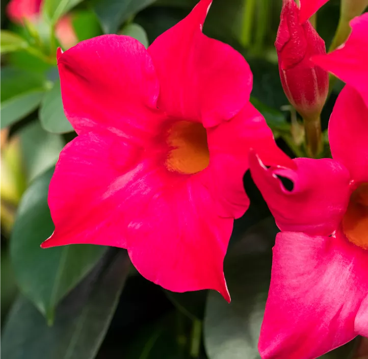 Dipladenia 'Sundaville®'