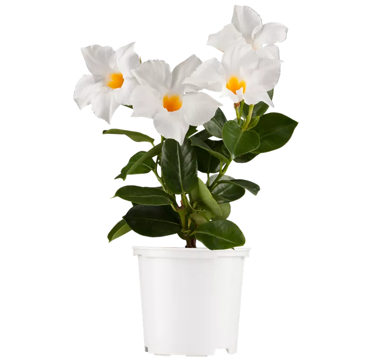 Dipladenia 'Sundaville®'