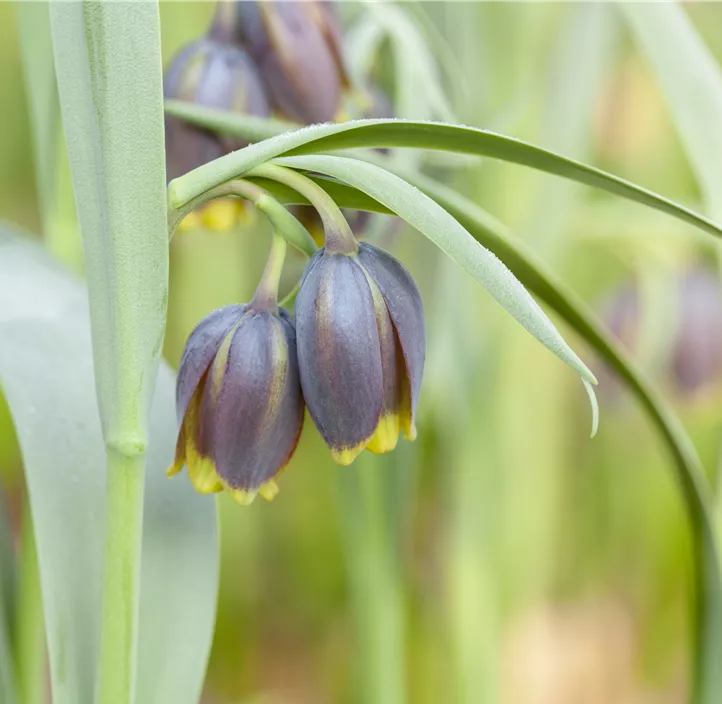 Türkische Schachbrettblume