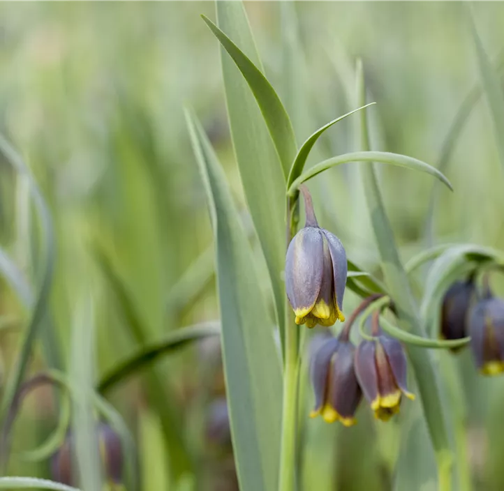 Türkische Schachbrettblume