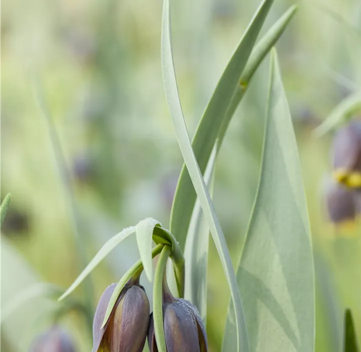 Türkische Schachbrettblume