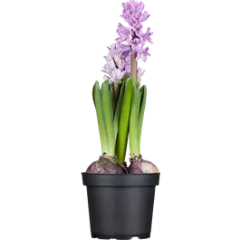 Hyacinthus orientalis