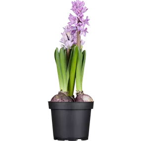 Hyacinthus orientalis Pastell Mischung