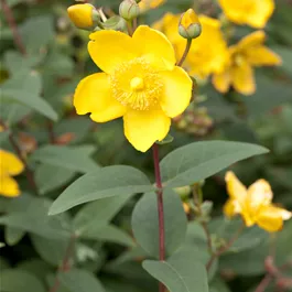 Hypericum Hidcote Gold