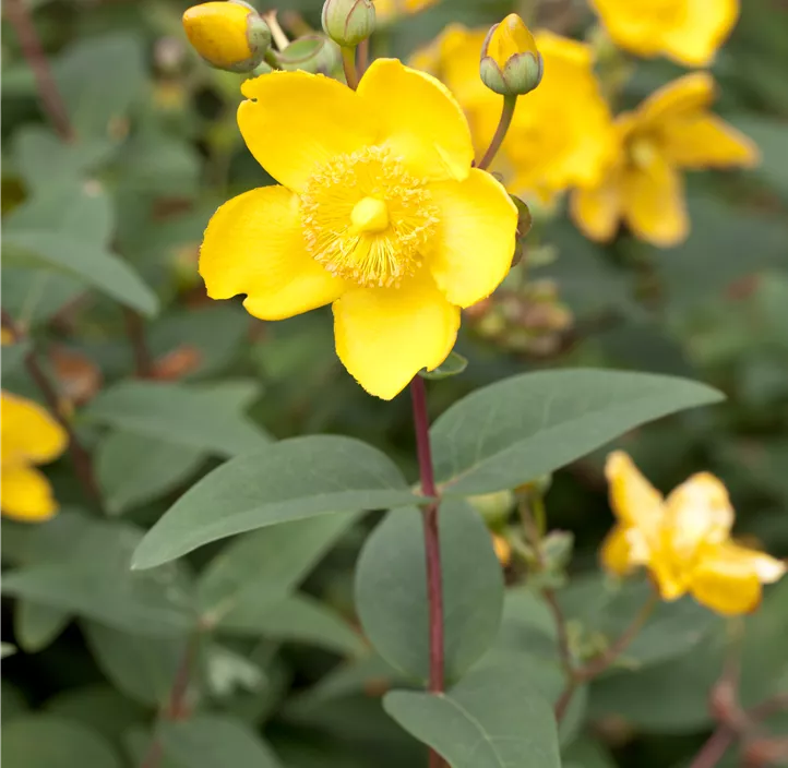 Großblumiges Johanniskraut 'Hidcote Gold'