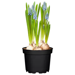 Muscari armeniacum Ocean magic