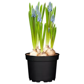 Muscari armeniacum Ocean magic