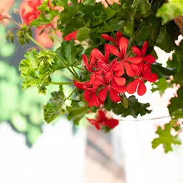 Pelargonium peltatum Grand Idols