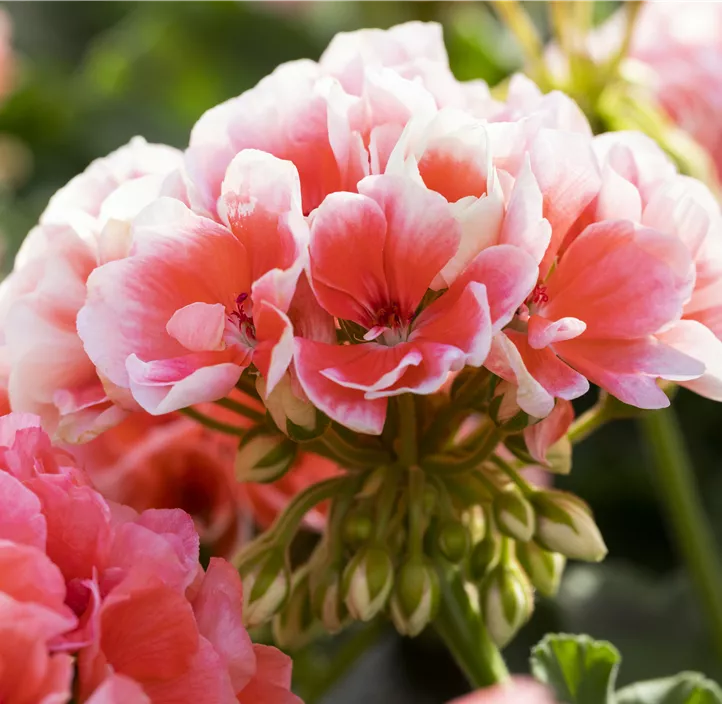 Zonal-Pelargonie 'Sunrise® Mila'