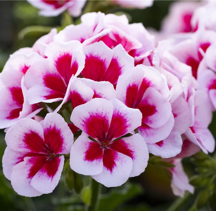 Zonal-Pelargonie 'Sunrise® Smokey Eye®'