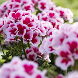 Pelargonium zonale Smokey Eye