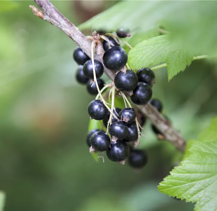 Johannisbeere 'Blackbells'