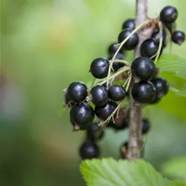 Ribes nigrum Blackbells