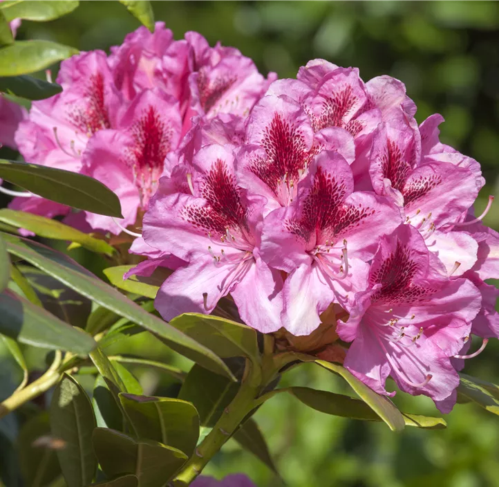 Rhododendron-Hybride 'Cosmopolitan'