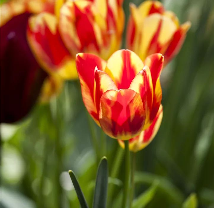 Tulpe 'Perfect Torch'