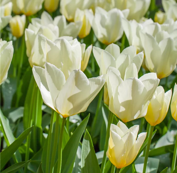 Tulpe 'Arctic Flame'