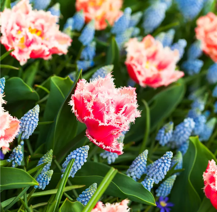 Gefranste Tulpe 'Queensland'