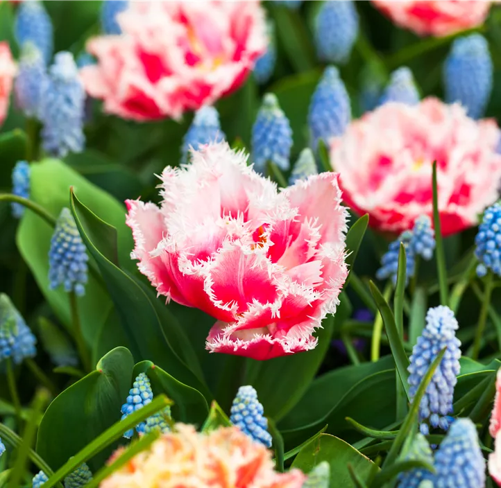 Gefranste Tulpe 'Queensland'