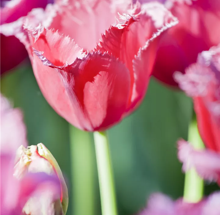 Gefranste Tulpe 'Queensland'