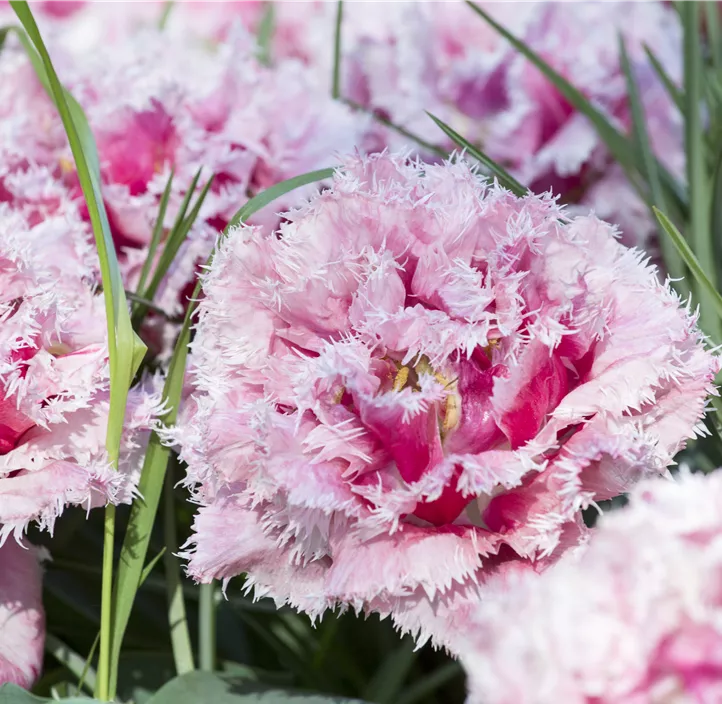 Gefranste Tulpe 'Queensland'