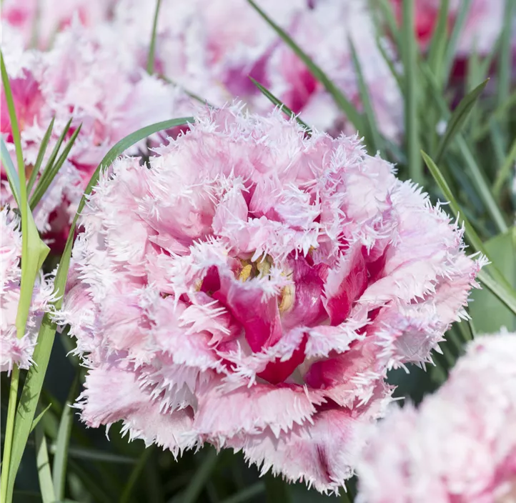 Gefranste Tulpe 'Queensland'