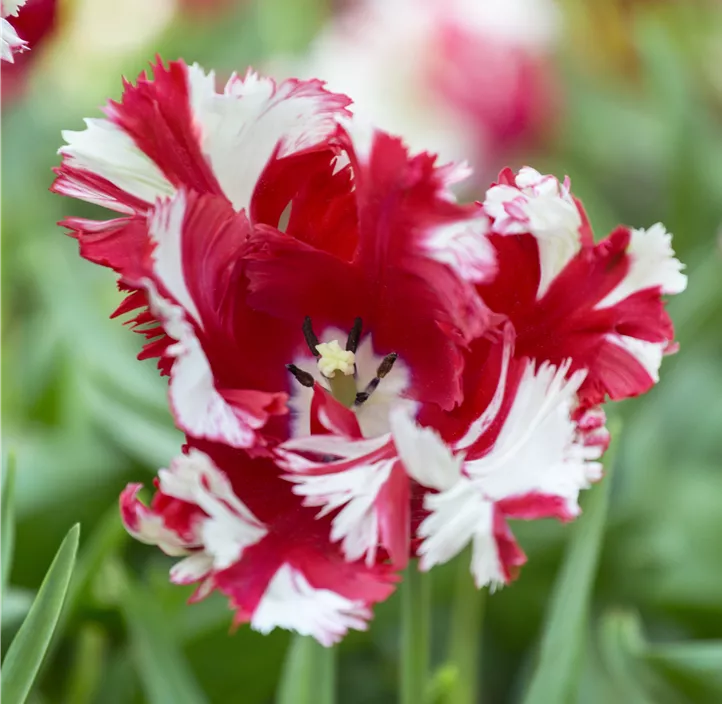 Tulpe 'Red Sparks'