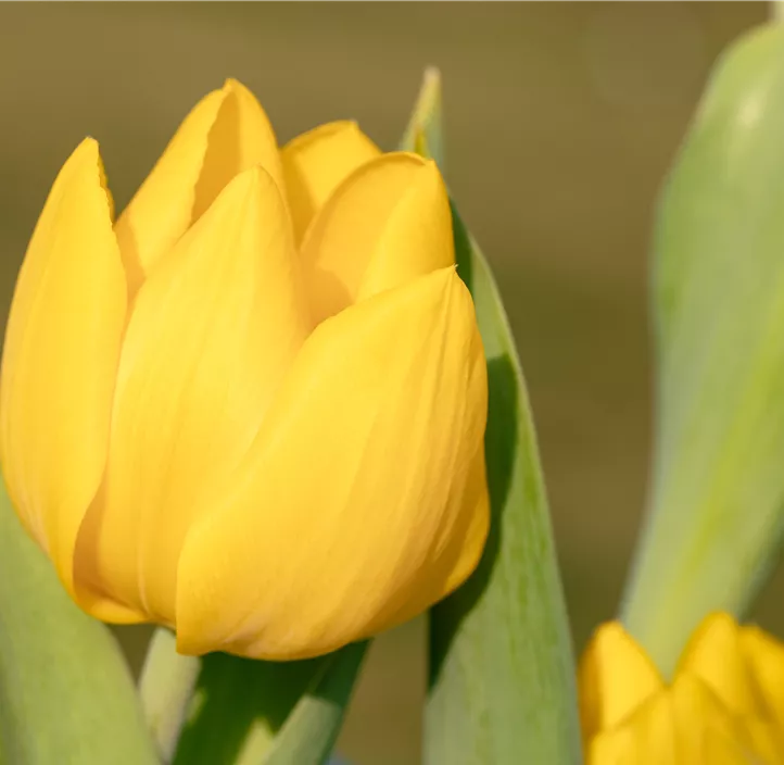 Tulpe 'Yellow Baby'