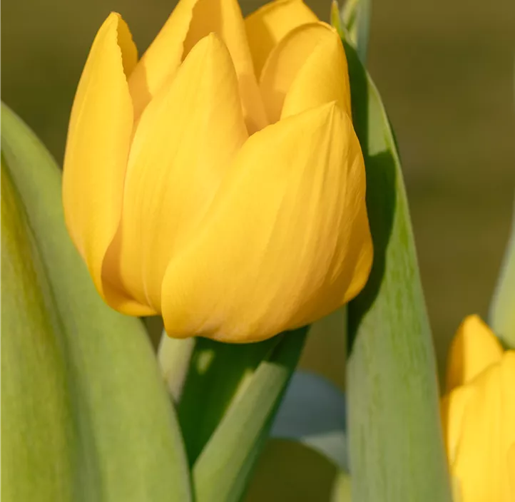 Tulpe 'Yellow Baby'