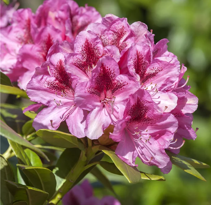 Rhododendron-Hybride 'Cosmopolitan'