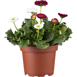 Bellis perennis 10er Pack