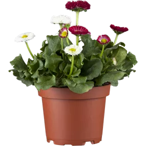 Bellis perennis