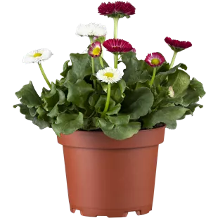 Bellis perennis