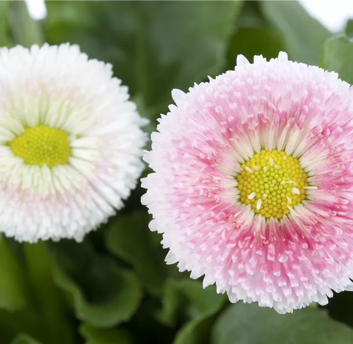 Gänseblümchen