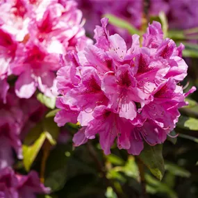 Rhododendron Hybride Cosmopolitan