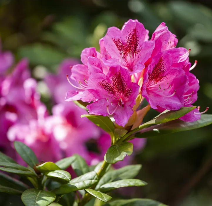 Rhododendron-Hybride 'Cosmopolitan'